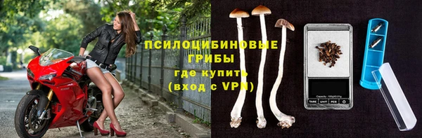 гашик Алексин